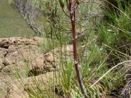 Aristaloe aristata bearing fruit